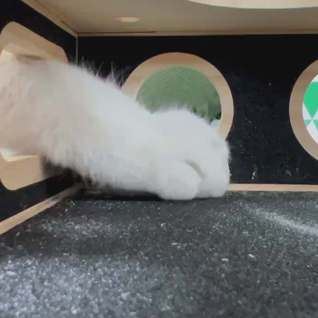 Cat Scratch Box